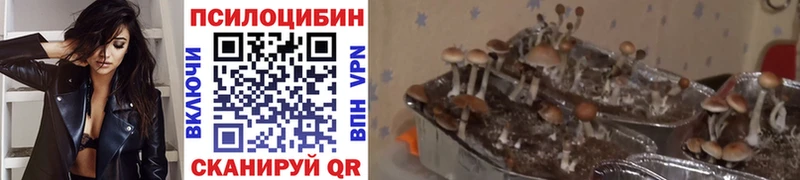Псилоцибиновые грибы Cubensis  Малоярославец 